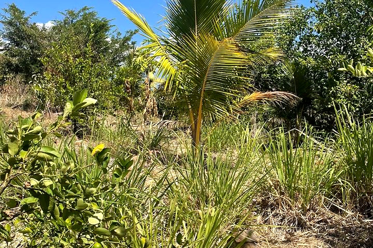 El Zonte Oceanview Lot thumbnail 6
