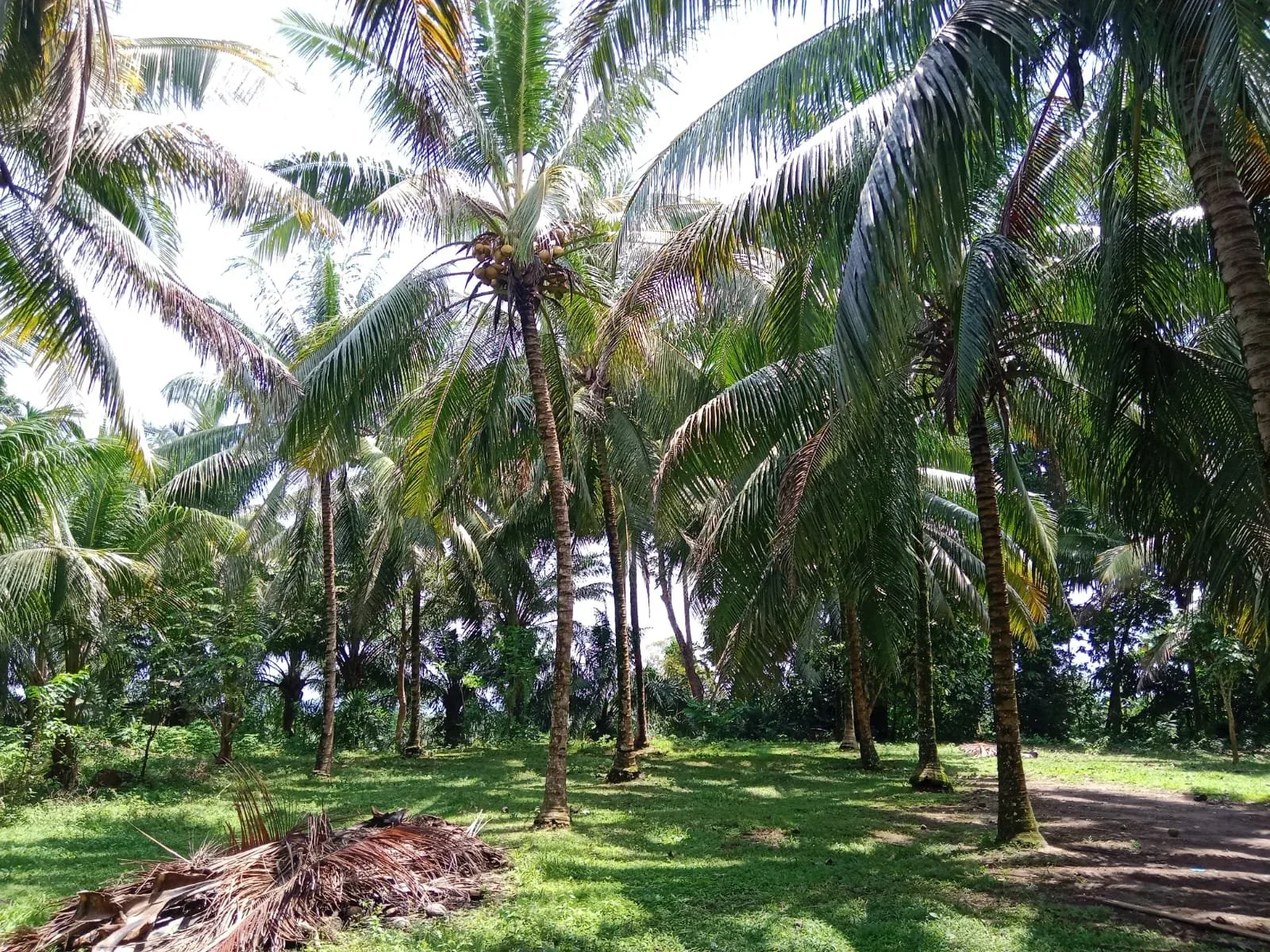 mandiri-beach-surf-property-1