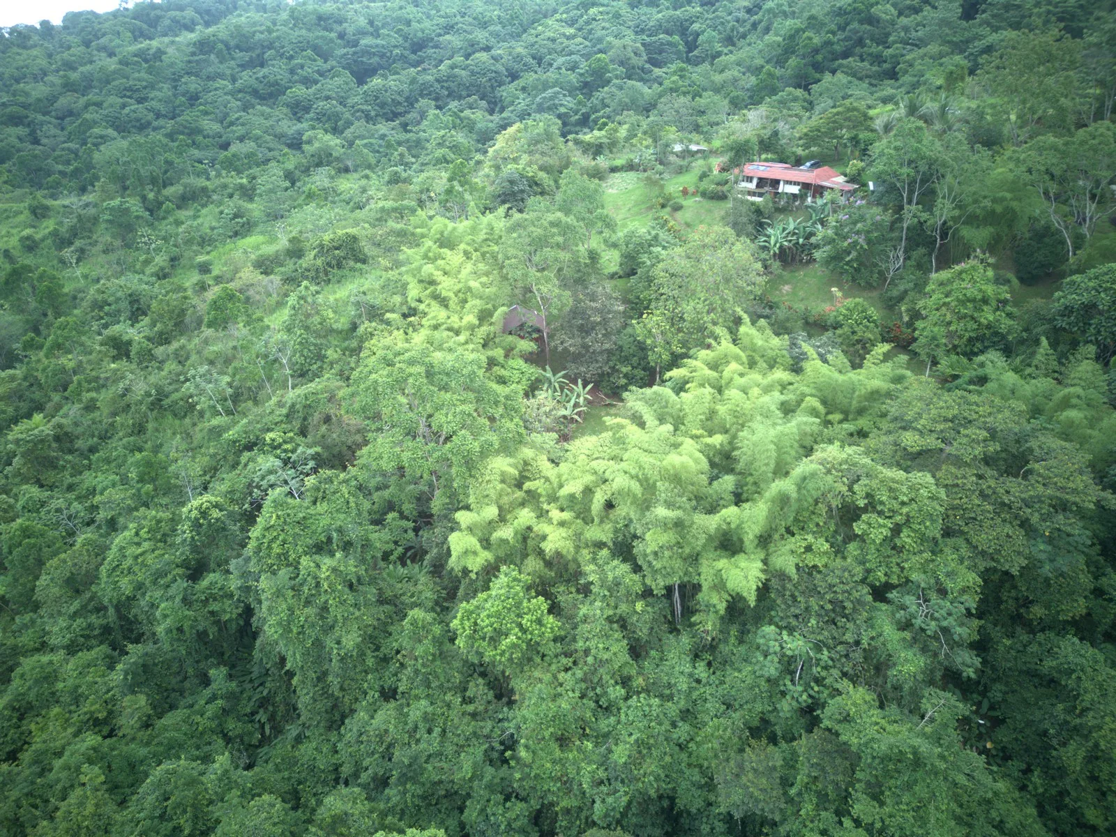 5 Acres Off-Grid Home Plus 2 Guest Cabins, Fruit Forest, River Access, and Ocean View!!!! - 3