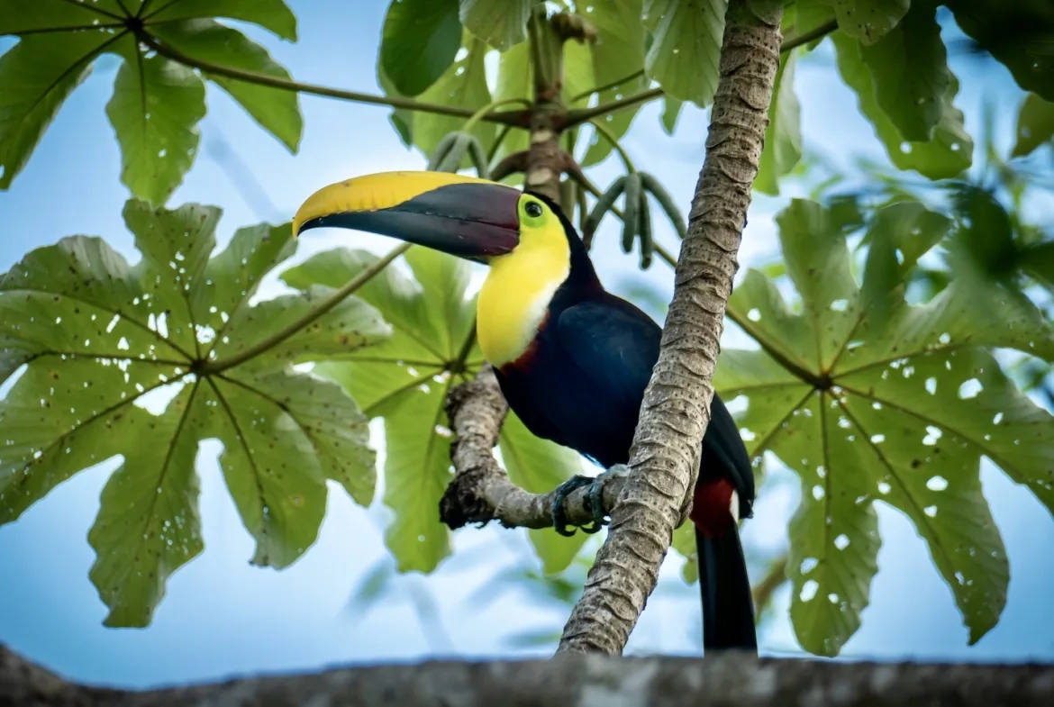 oceanfront-jungle-eco-lodge-costa-rica