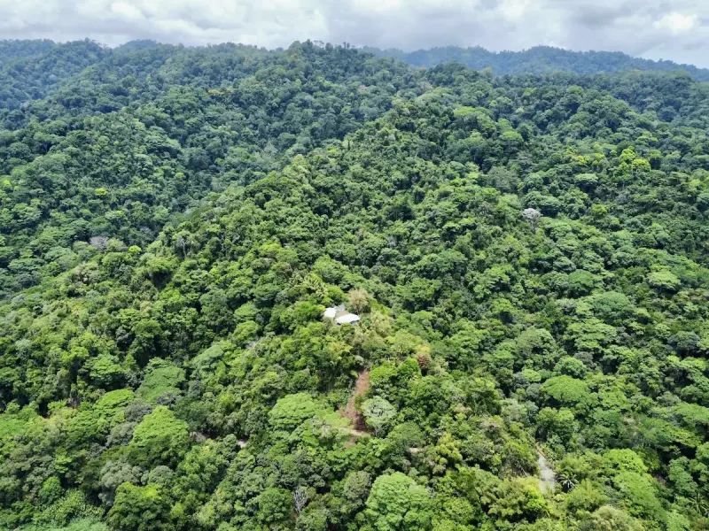 Primary Rainforest 27 Acre Ocean View Property thumbnail 8