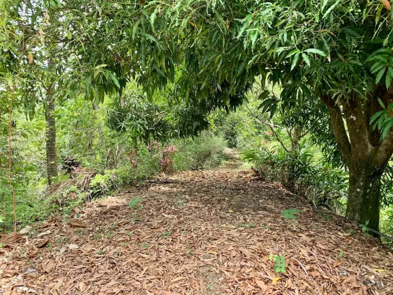 Primary Rainforest 27 Acre Ocean View Property thumbnail 6