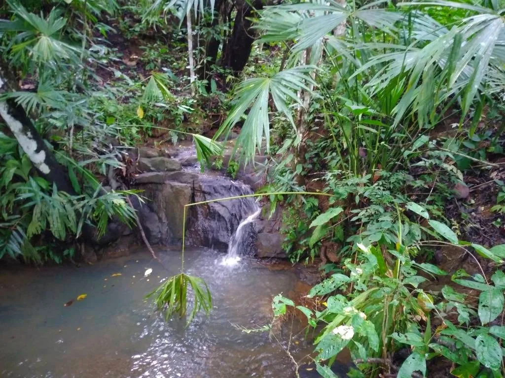 Cuervito, Costa Rica