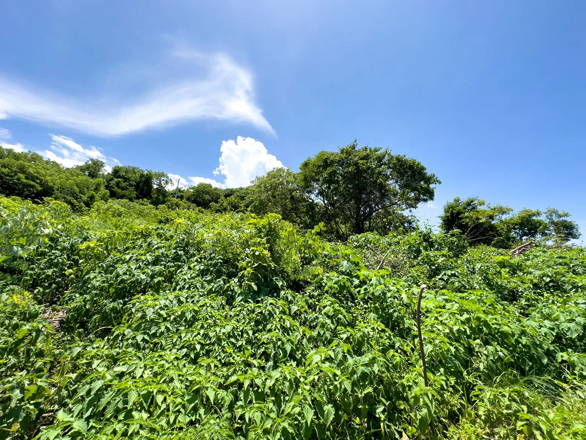 majahual-beach-lot-el-salvador