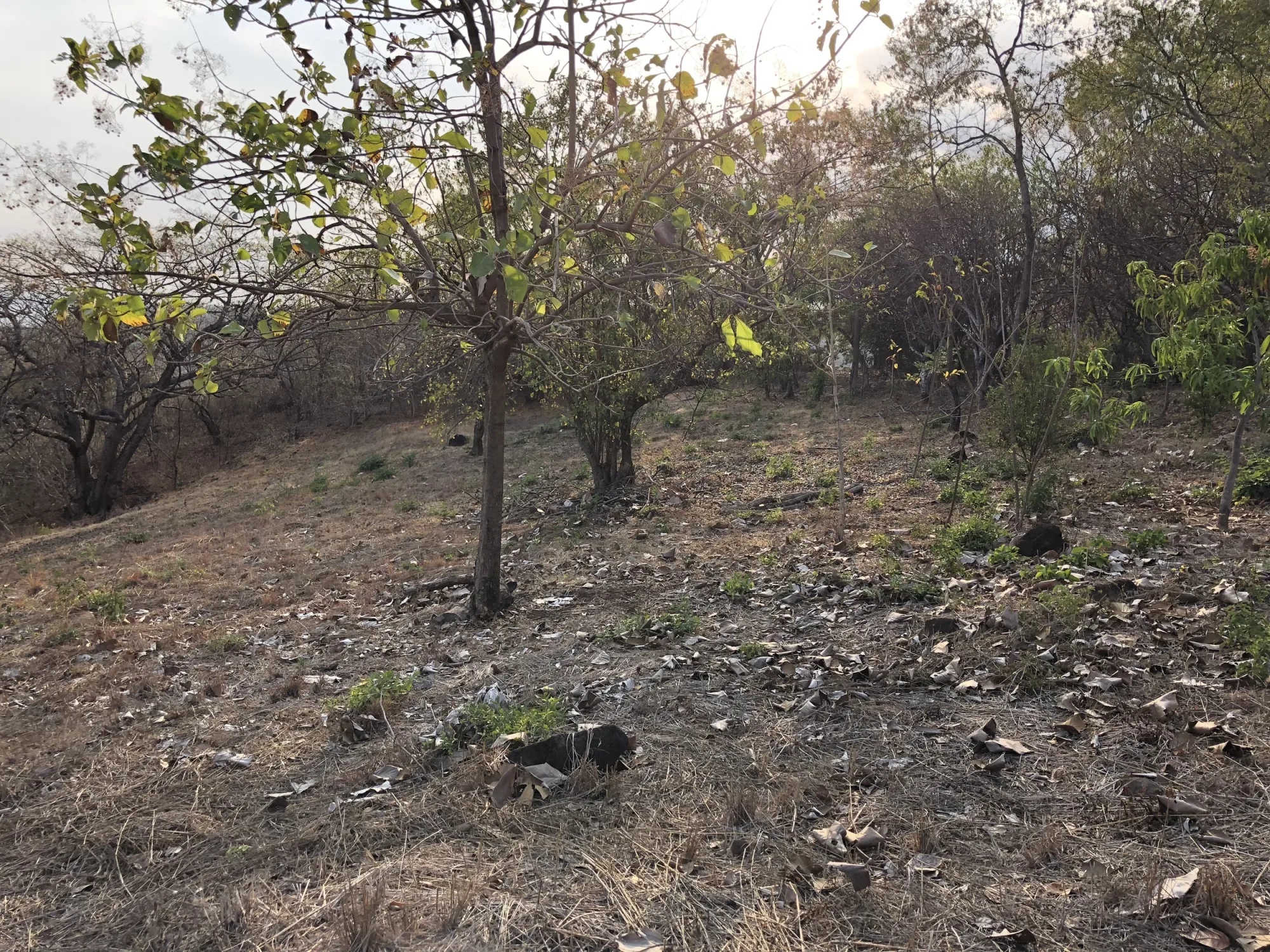 Tamanique Ocean View Lot - 2