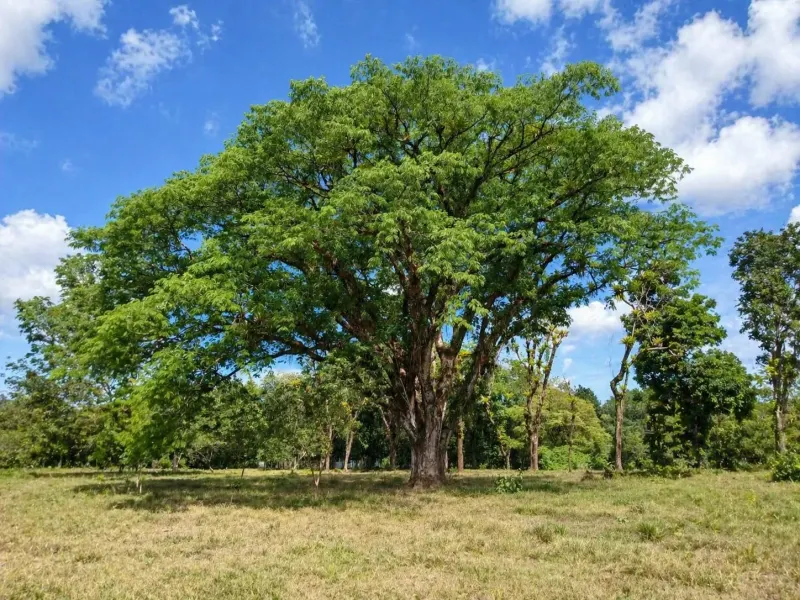 20 Hectares of Ocean View Land in Panama - 4