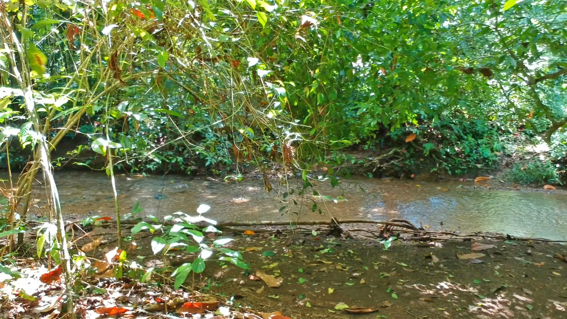 pavones-2-hectares-with-creek