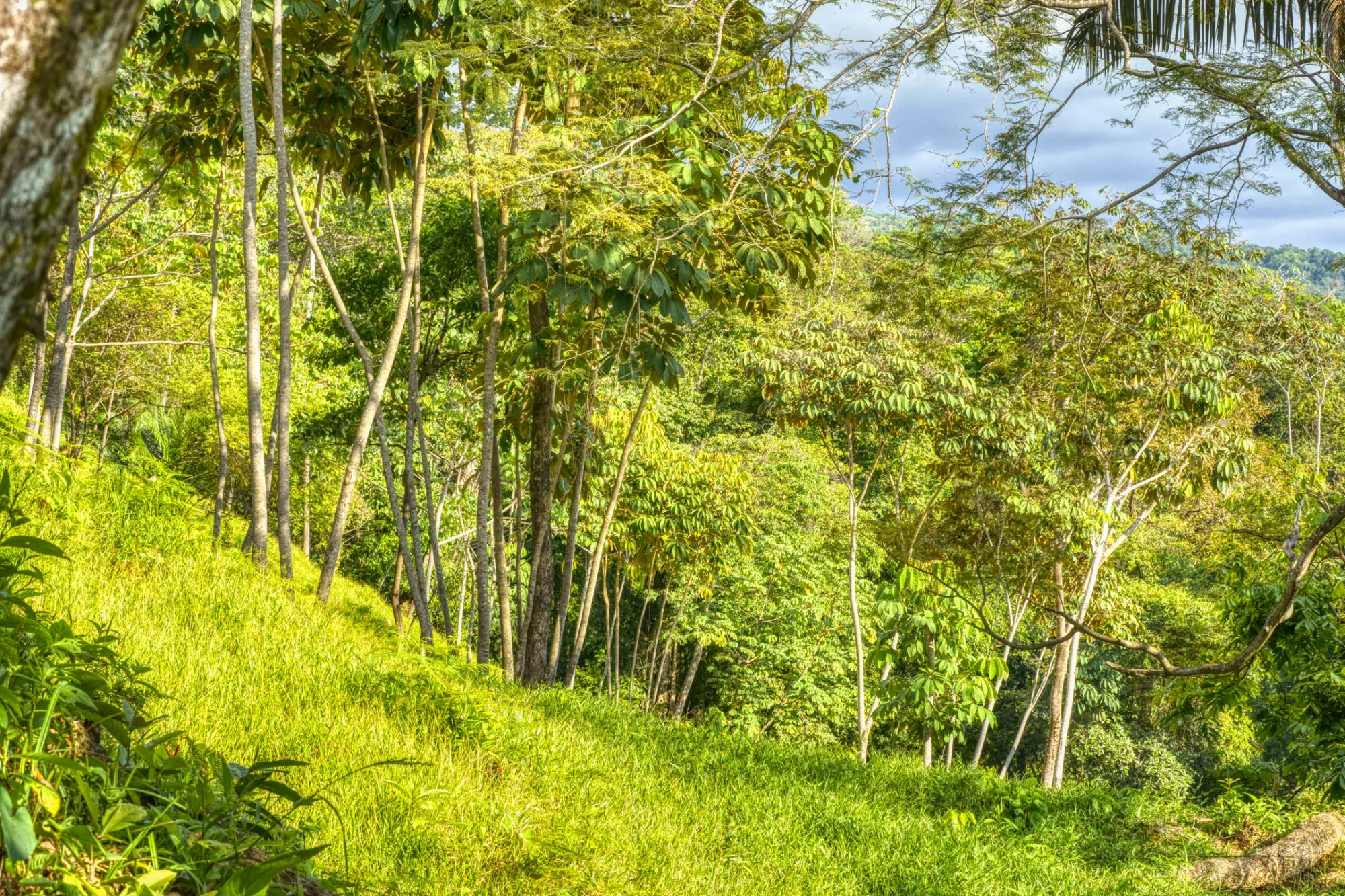 ballena-farm-uvita