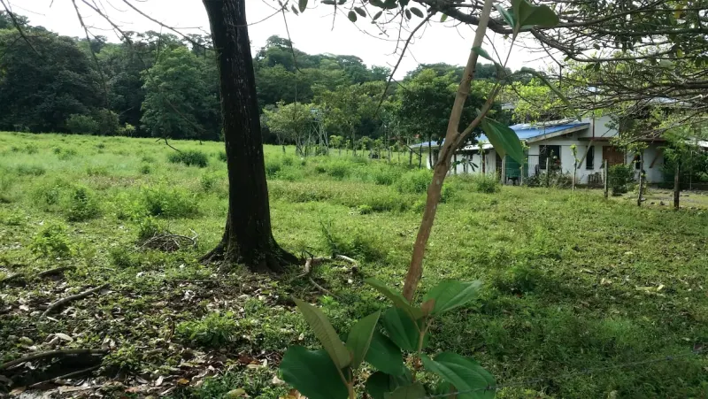 Pavones Walk to Surf Lot - 5