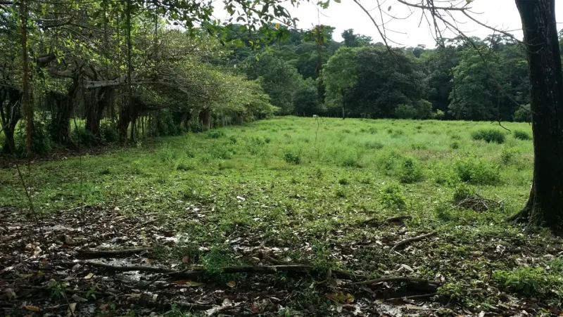 Pavones, Costa Rica