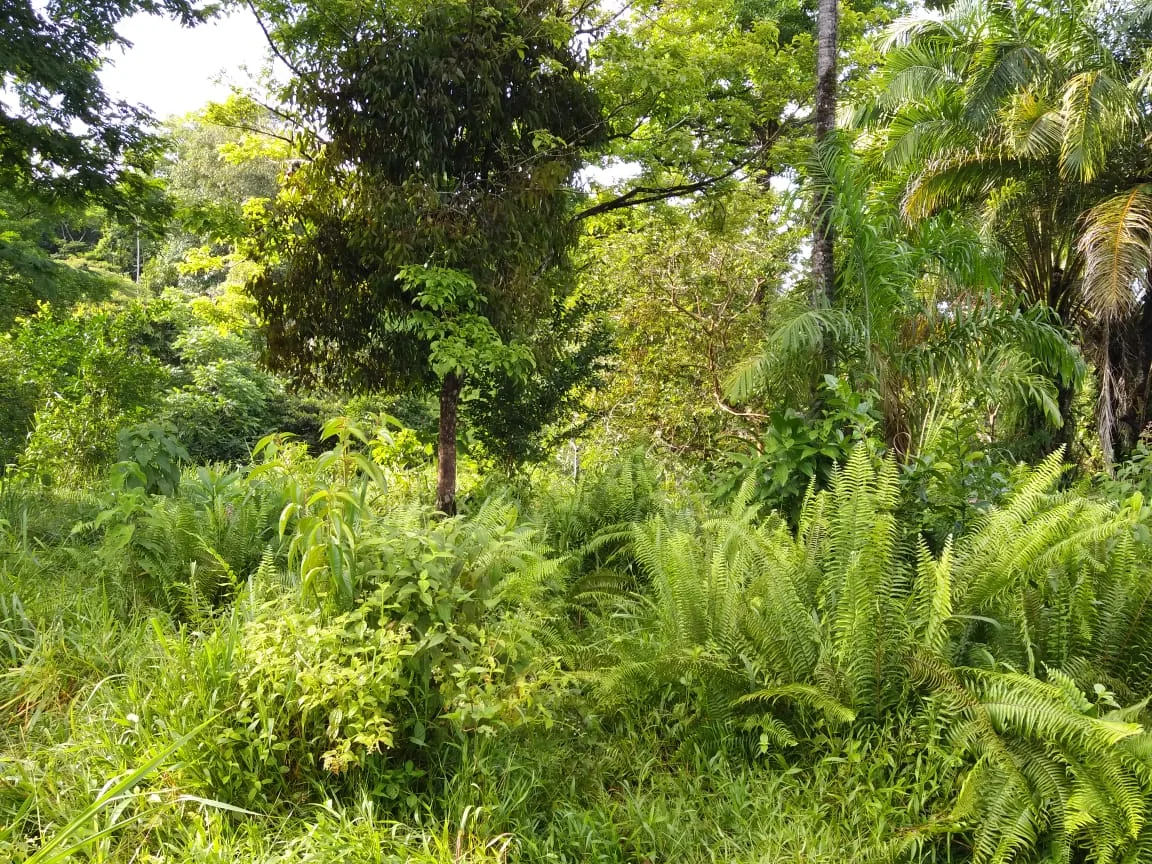 Pavones, Costa Rica