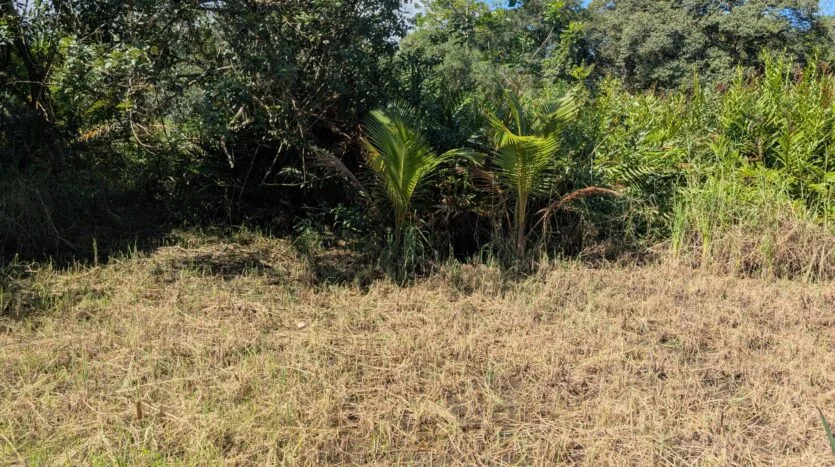 puerto-jiménez-jungle-homesite-land-for-sale