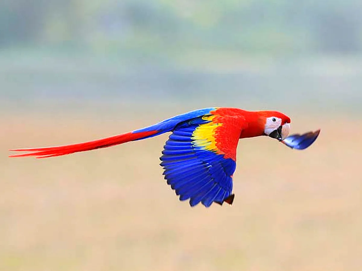 Cuervito, Costa Rica