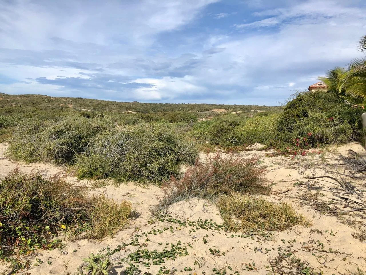 Playa Tortuga 39, Cabo San Lucas, Mexico — photo 4