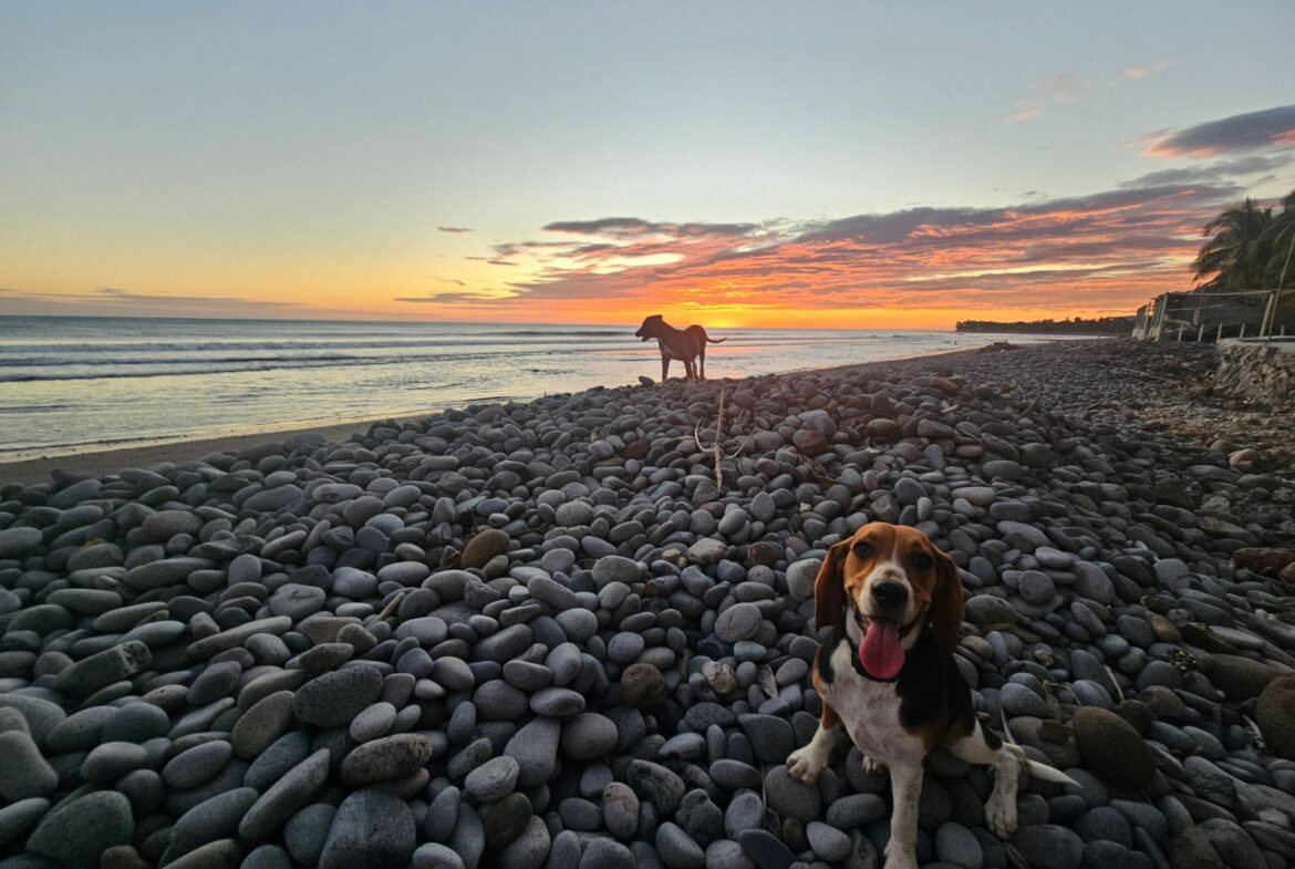 PLAYA_CONCHALIO_Beach_dogs_El_Salvador_Hotel_For_Sale